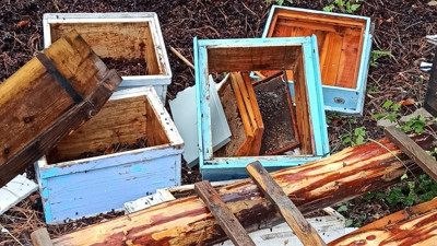 Önce incir sonra bal ziyafeti çekti. Mahalleli sesini bile çıkaramadı