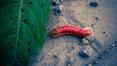Rüyada solucan görmek ne demek? Rüyada solucan görmek neye işaret?