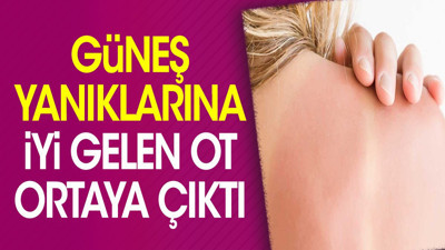 Güneş yanıklarına iyi gelen ot ortaya çıktı