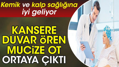 Kansere duvar ören mucize ot ortaya çıktı. Kemik ve kalp sağlığına iyi geliyor