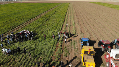 Hasadı başladı 2 çeşit kanserin baş düşmanı. Tarlada kilosu 30 markette 99 TL