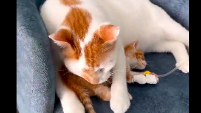 Yavrusuna serum takılan anne kedi, bir an olsun yavrusunun yanından ayrılmadı