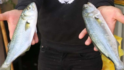 Fiyatı yarı yarıya düştü. Koşan alıyor