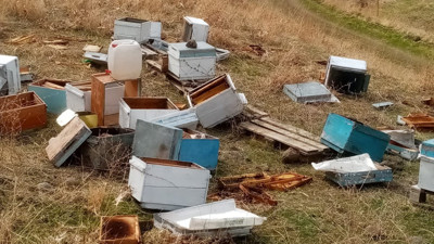 Muş’ta aç kalan ayılar arı kovanlarını parçaladı