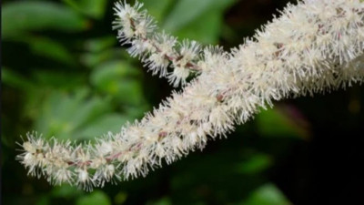 Kadınlara mucize ot ortaya çıktı. 3 kabusa iyi geliyor