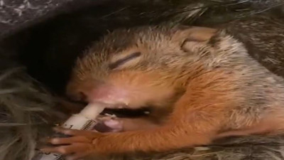 Doğa Koruma Milli Parklar'dan 'Haftaya bir iyilik masalıyla başlayalım' paylaşımı