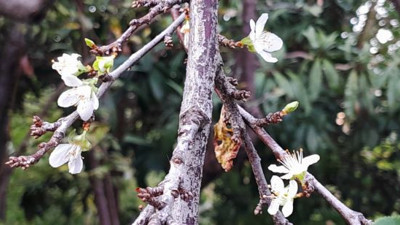 Erik mevsimleri şaşırdı aynı yılda ikinci ürünü veriyor