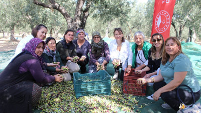 Çanakkale’de Zeytin Hasat Şenliği düzenlendi