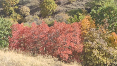 Erzurum'da kartpostallık sonbahar görüntüleri