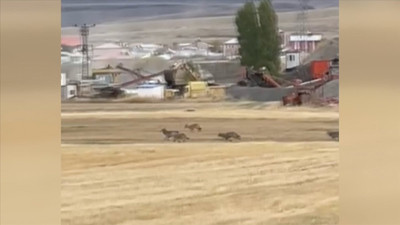 Kars'ta kurtlar şehre indi
