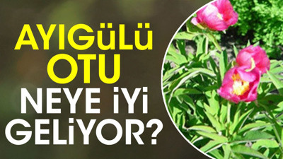 Ayıgülü otu neye iyi geliyor?