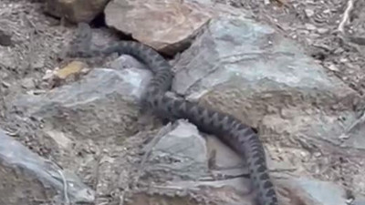 Yatacak yer ararken görüldü