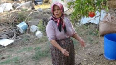 Köylünün tek geçim kaynağını köpekler öldürdü