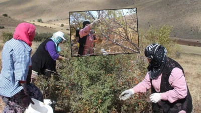 Köylü dağdan bedava topluyor parayı koyacak yer bulamıyor. Kanserin kökünü kazıyor