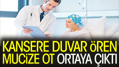 Kansere duvar ören mucize ot ortaya çıktı (19 Ekim 2023)