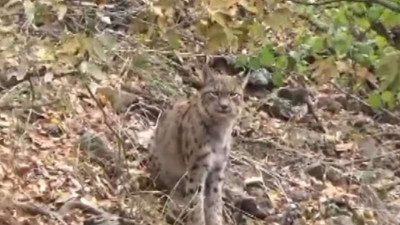 Nesli tükenmekte olan vaşak nadir görülen Dağ Keçisini böyle avladı