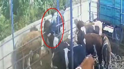 Boynuz darbesiyle 2 metre havaya fırladı