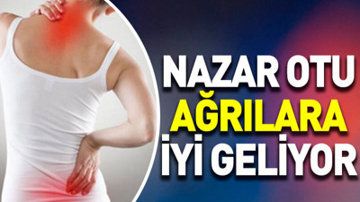 Ağrılara çare olan ot belli oldu