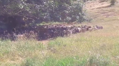 Keçilere asker gibi eğitim veren "Keçilere fısıldayan adam"