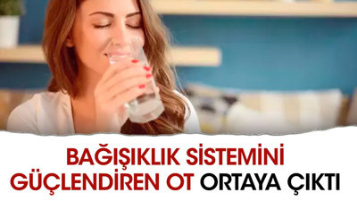 Bağışıklık sisteminin güçlendiren ot ortaya çıktı