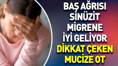 Baş ağrısı sinüzit migrene iyi geliyor. Dikkat çeken mucize ot