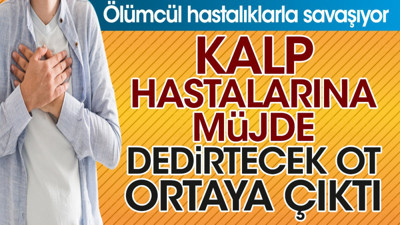 Kalp hastalarına müjde dedirtecek ot ortaya çıktı. Ölümcül hastalıklarla savaşıyor