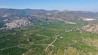 Kanseri önlüyor tansiyonu düşürüyor. Hasadı yeni başladı. Tarlada 7 markette 40 TL