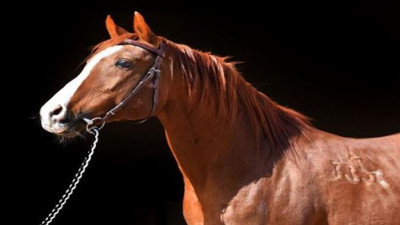 Arap tayına rekor fiyat. Eflah'a 5 Milyon TL