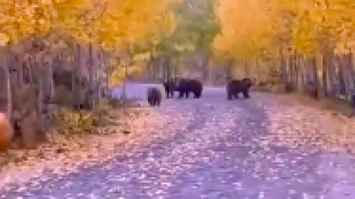 Dış çekimde gelin ve damadı korkutan ayılar