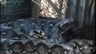 İnsan yiyen dev anakonda yakalandı. Köpek gibi başından bağlandı