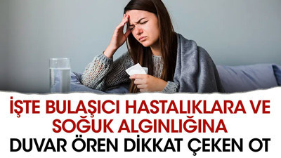 İşte bulaşıcı hastalıklara ve soğuk algınlığına duvar ören dikkat çeken ot