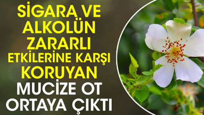 Sigara ve alkolün zararlı etkilerine karşı koruyan mucize ot ortaya çıktı