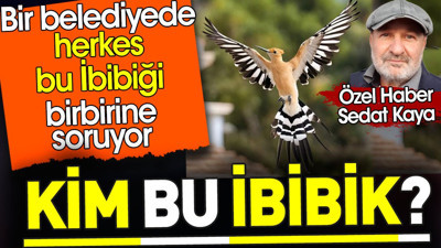 Kim bu İbibik? Bir belediyede herkes bu İbibiği birbirine soruyor