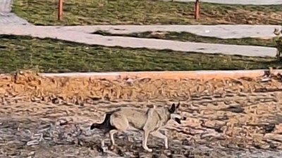 Yolunu kaybeden kurt şehir merkezinde böyle tur attı