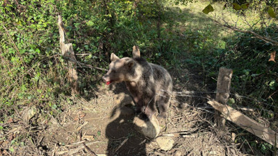 Domuz tuzağına bozayı yakalandı