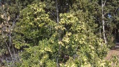 Ağaçtan toplanıyor kuyuda saklanıyor 2 ay sonra satılıyor. Tadına tat katan ot açıklandı