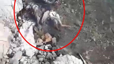Elazığ’da su kenarında şüpheli keklik ölümleri tedirgin etti