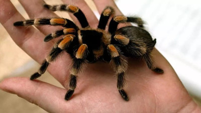 Zehirden kalp ilacı