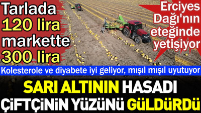 Sarı altının hasadı çiftçinin yüzünü güldürdü. Tarlada 120 markette 300 lira. Erciyes Dağı'nın eteğinde yetişiyor