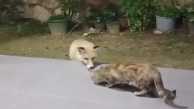 Azılı düşmanlar bir arada yemek yedi. Açlık söz konusu olunca düşmanlığı kenara bıraktılar