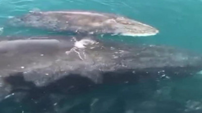 Hatay’da balina sürprizi. Yavrusuyla beraber şov yaptı