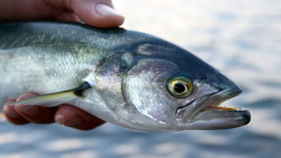 Lüfer nelere iyi gelir