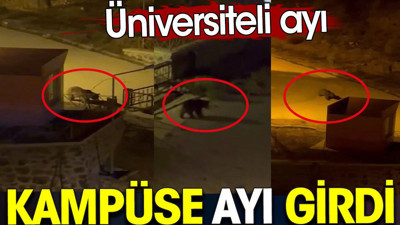 Kampüse ayı girdi. Üniversiteli ayı