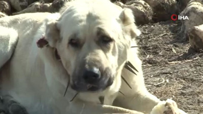Köylü tarlasında üretiyor dev köpek yedikçe yiyor. Görenler hayret ediyor