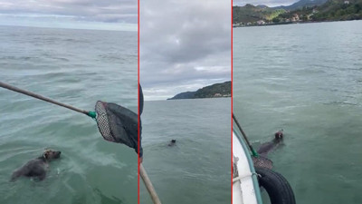 Giresunlu balıkçılar denizde ayı tuttu