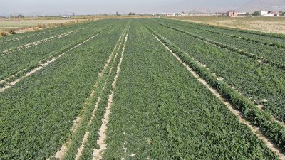 Şafak vakti toplanıyor havuzlarda yıkanıyor kilosu 4 TL'den kapışılıyor. Kanseri de durduruyor