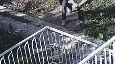 Bağ evlerinin aranan hırsızı sonunda yakalandı ama..