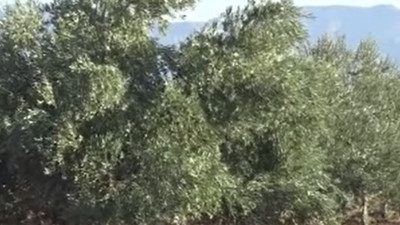 Kahvaltının vazgeçilmez ürününün kilosu belli oldu