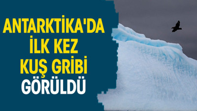 Antarktika'da ilk kez kuş gribi görüldü