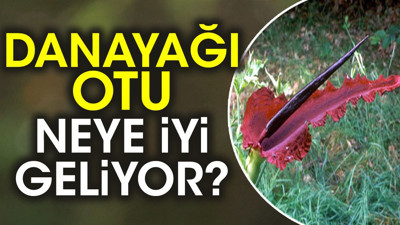 Danayağı otu neye iyi geliyor?